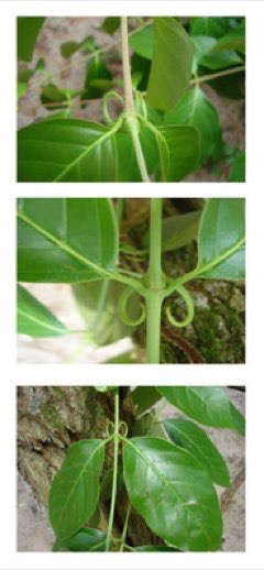 Uncaria tomentosa Cat Uncaria tomentosa Cat